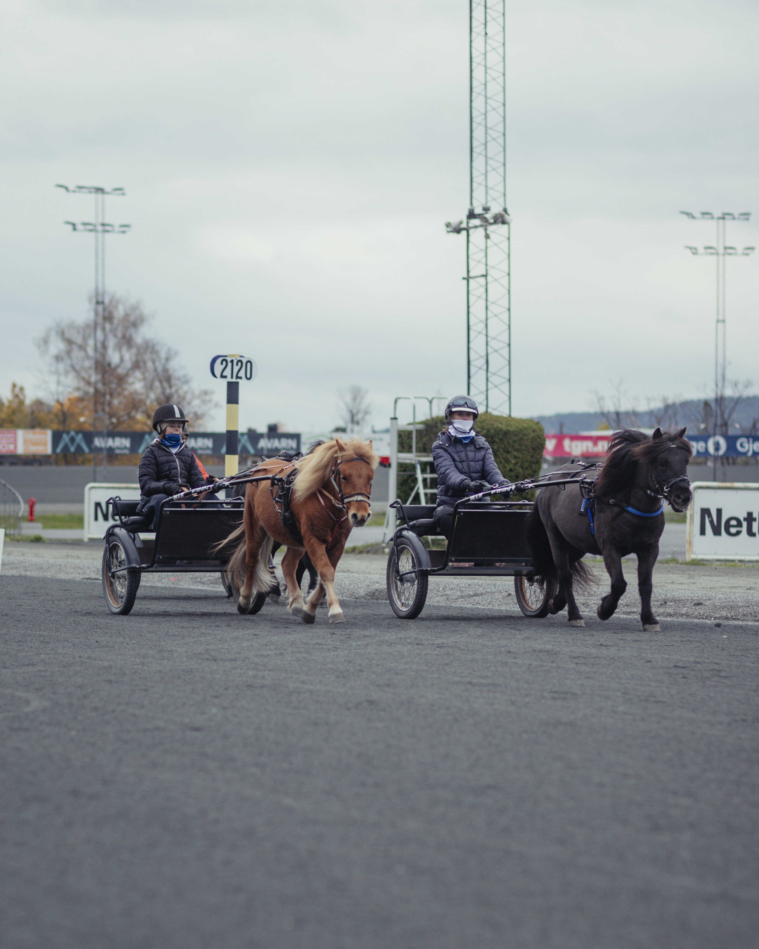 Sulky-trening med to hester på banen